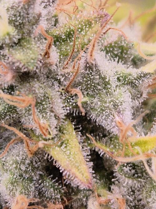 Insane OG 2025. Week 12