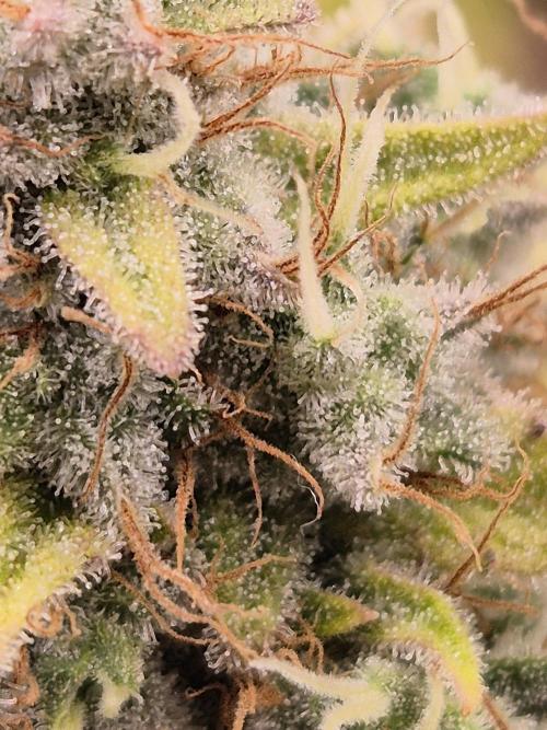 Insane OG 2025. Week 12