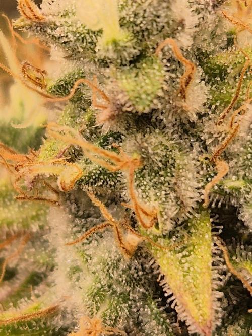 Insane OG 2025. Week 12