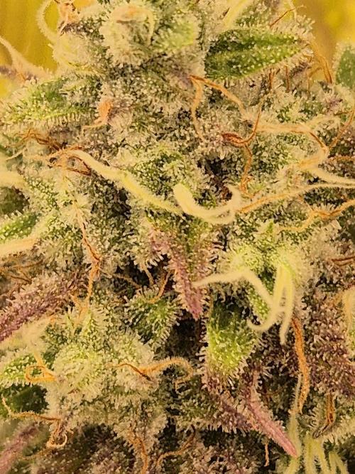 Insane OG 2025. Week 12