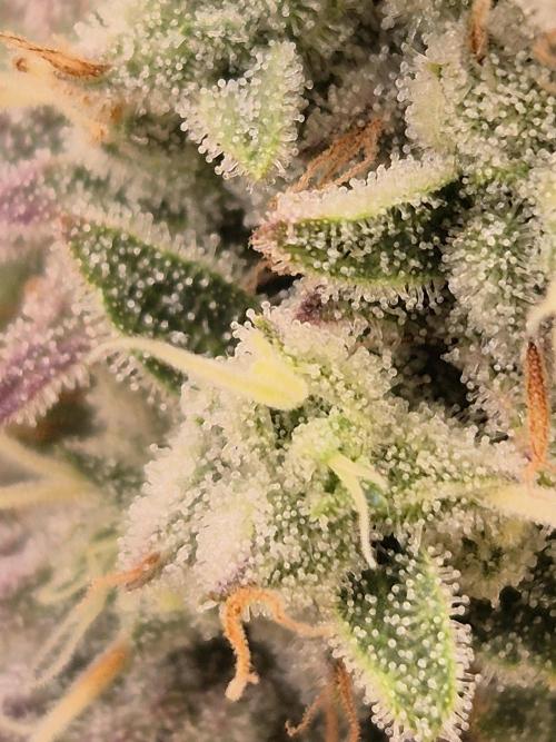 Insane OG 2025. Week 12