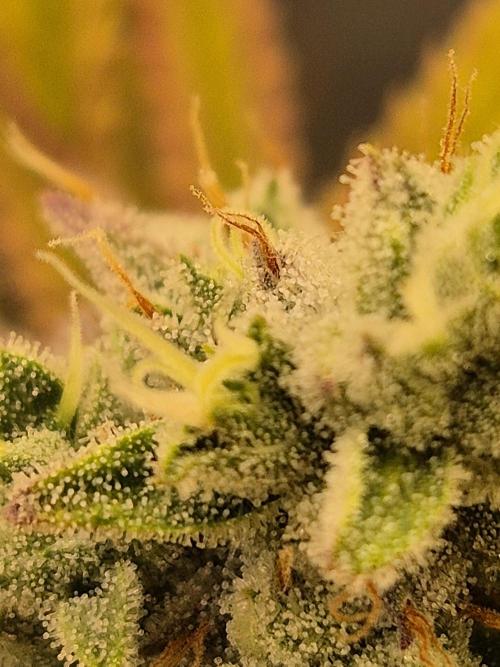 Insane OG 2025. Week 12