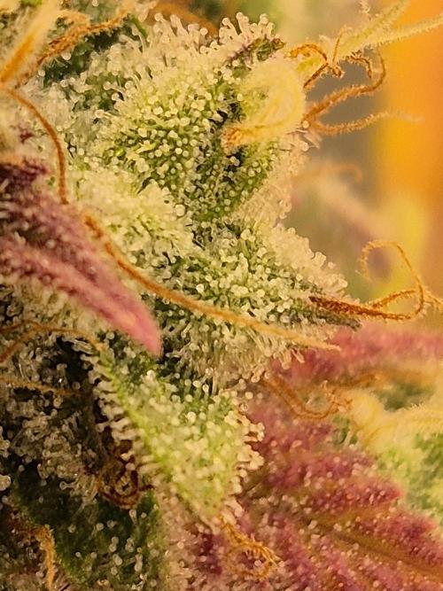 Insane OG 2025. Week 12