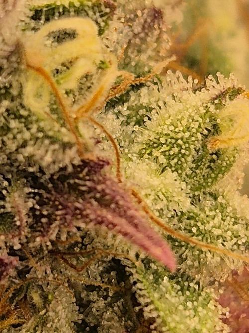 Insane OG 2025. Week 12