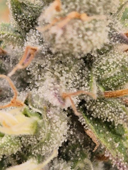 Insane OG 2025. Week 12