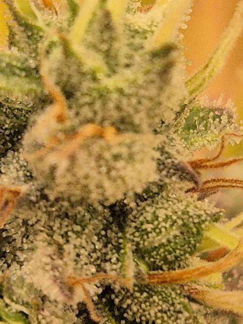 Insane OG 2025. Week 12