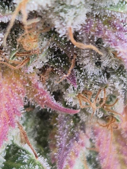 Insane OG 2025. Week 13