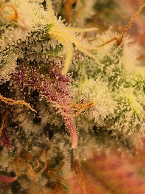 Insane OG 2025. Week 13