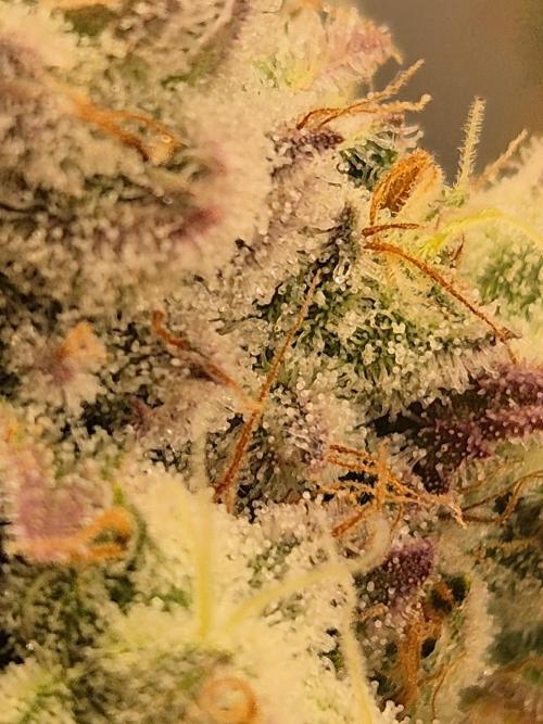 Insane OG 2025. Week 13