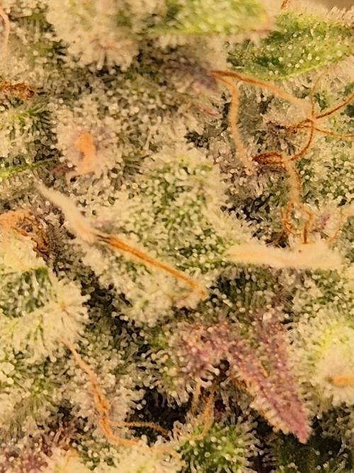 Insane OG 2025. Week 13