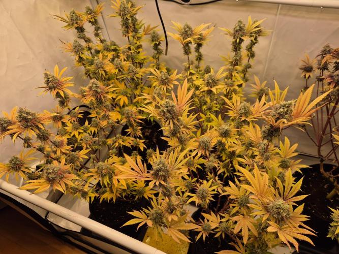 Insane OG 2025. Week 13