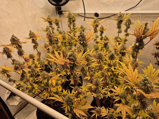 Insane OG 2025. Week 13