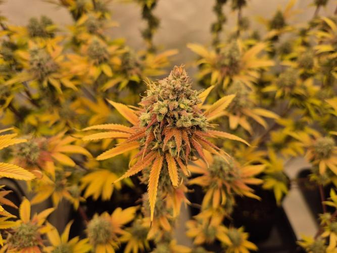 Insane OG 2025. Week 13