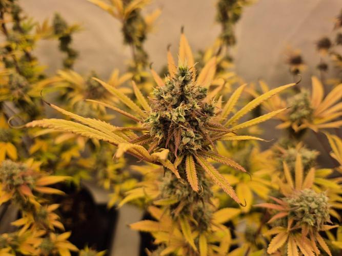 Insane OG 2025. Week 13