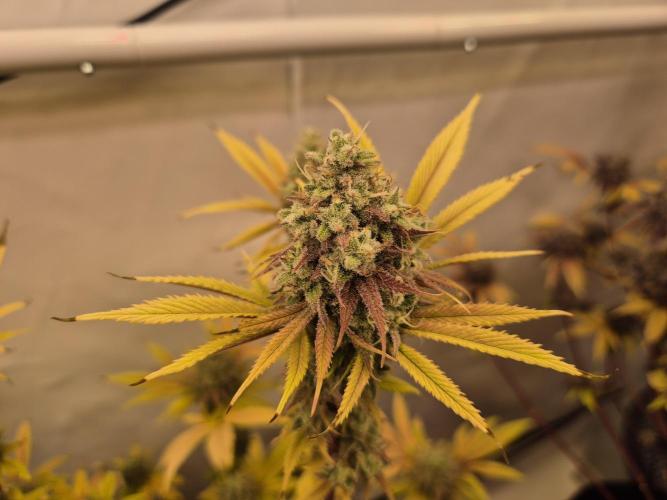 Insane OG 2025. Week 13