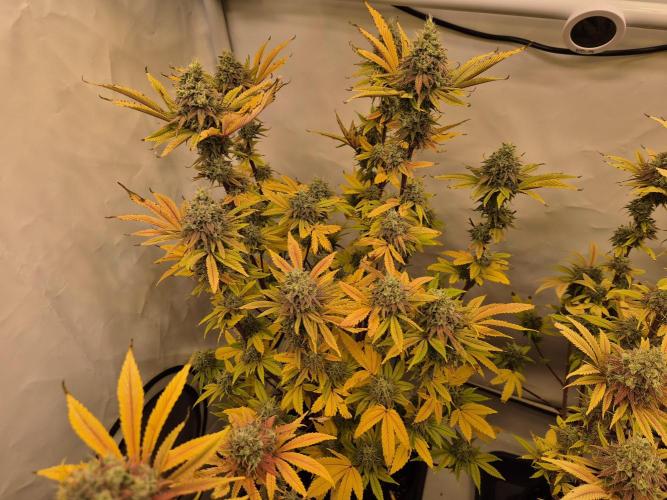 Insane OG 2025. Week 13