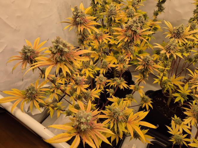 Insane OG 2025. Week 13