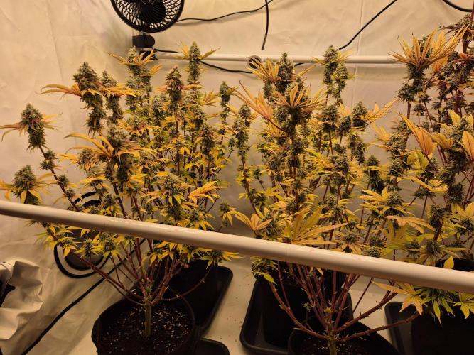 Insane OG 2025. Week 13