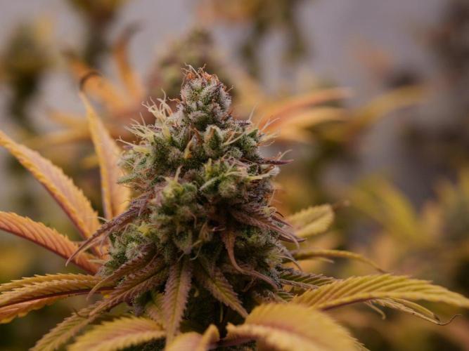 Insane OG 2025. Week 13