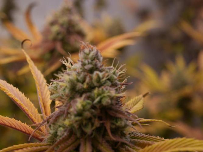 Insane OG 2025. Week 13