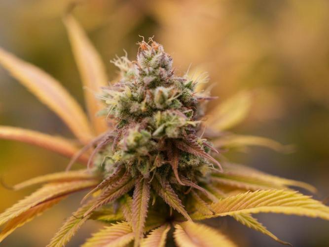 Insane OG 2025. Week 13