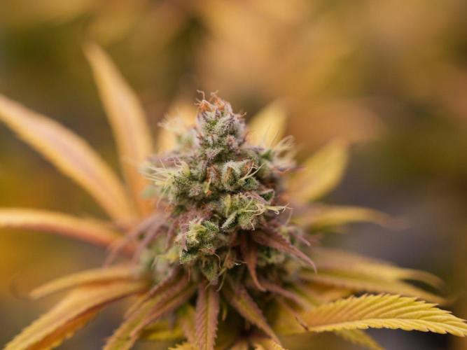 Insane OG 2025. Week 13