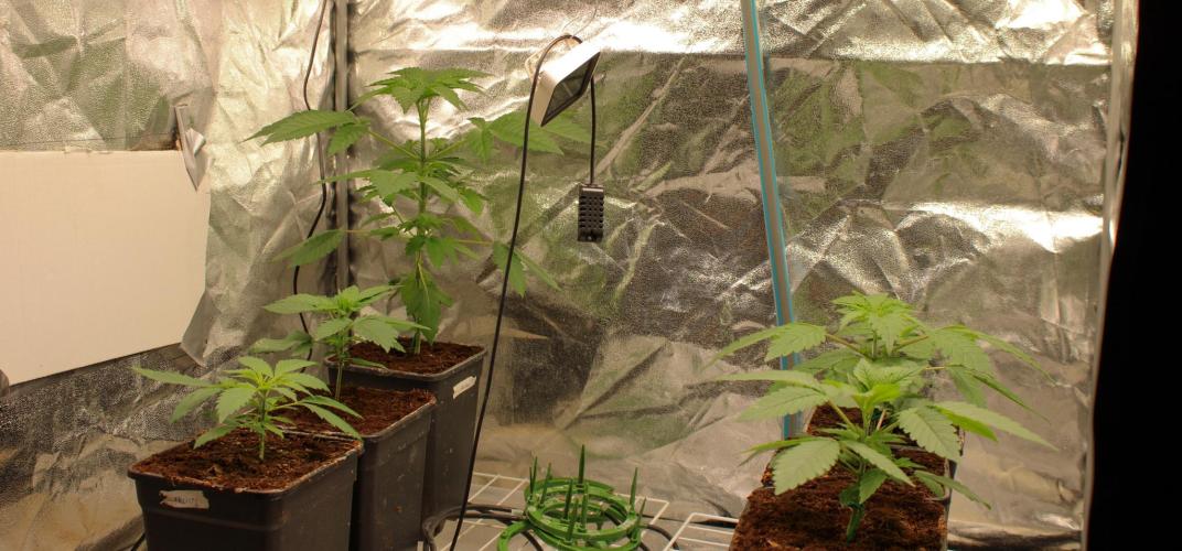 Blemics GrowDiaries '4. Week 4 - Day 22