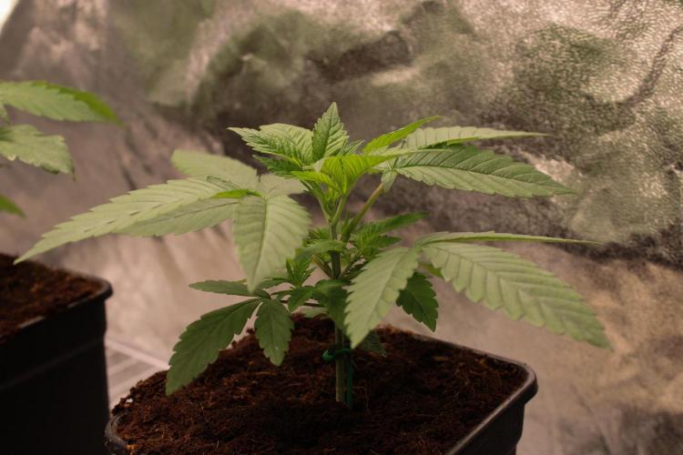 Blemics GrowDiaries '4. Week 4 - Nebula - Paradise seeds