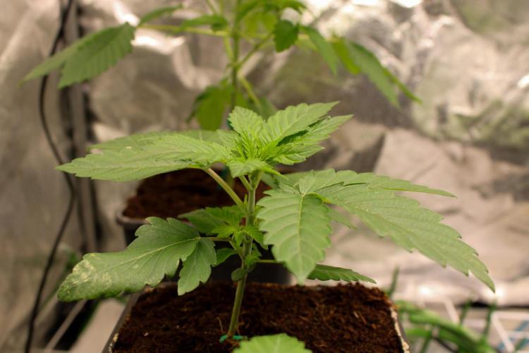 Blemics GrowDiaries '4. Week 4 - Nori Cake - Green house seeds