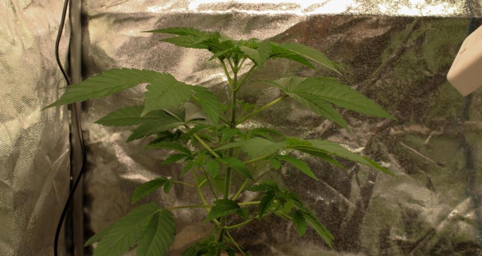 Blemics GrowDiaries '4. Week 4 - AlienZ - Greenhouseseeds