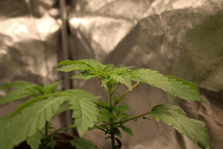 Blemics GrowDiaries '4. Week 4 - Ztrawberry - Greenhouseseeds