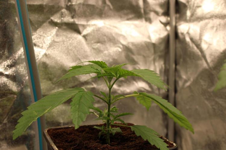 Blemics GrowDiaries '4. Week 4 - Collie man kush- Humboldt seed company