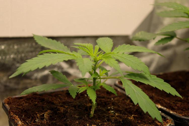 Blemics GrowDiaries '4. Week 4 - Slightly stoopid Fruits - humboldt seed company