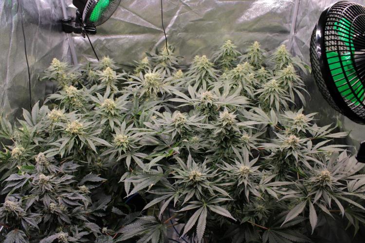 Blemics_ Growdiaries ´3. Week 15 - D47