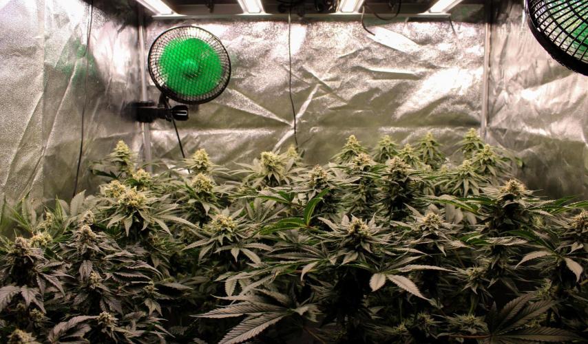 Blemics_ Growdiaries ´3. Week 15 - D47