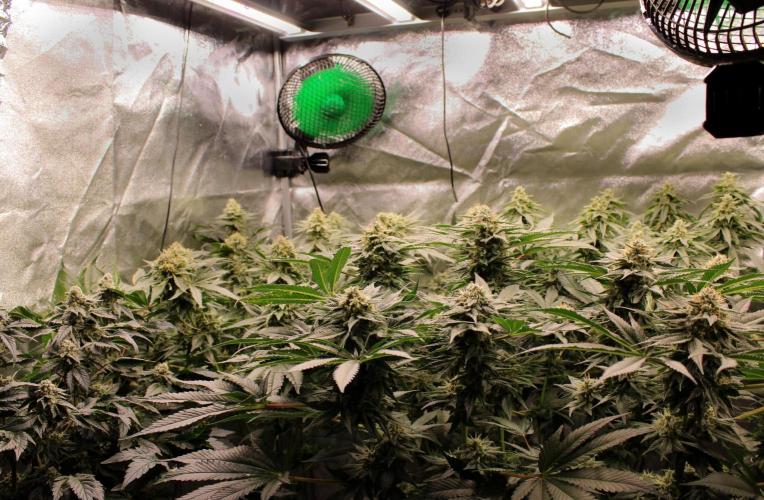 Blemics_ Growdiaries ´3. Week 15 - D47