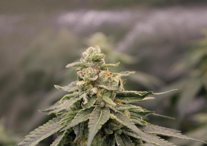 Blemics_ Growdiaries ´3. Week 15 - Trop Crush