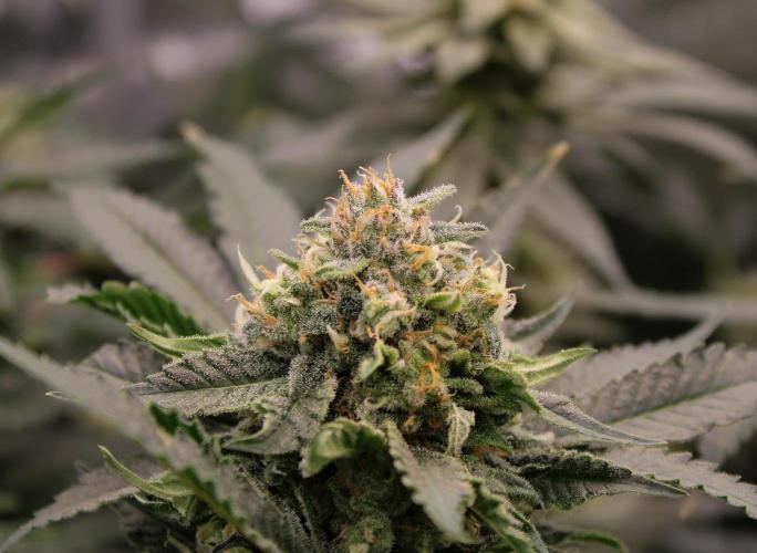 Blemics_ Growdiaries ´3. Week 15 - Wappa