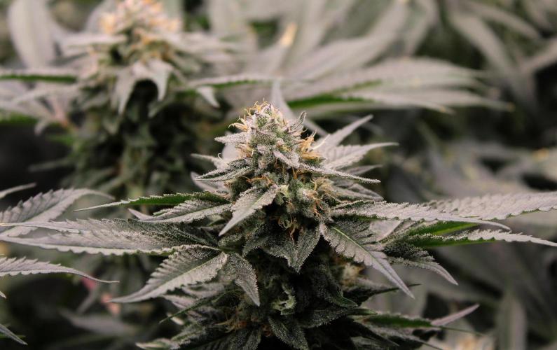 Blemics_ Growdiaries ´3. Week 15 - Purple Mints