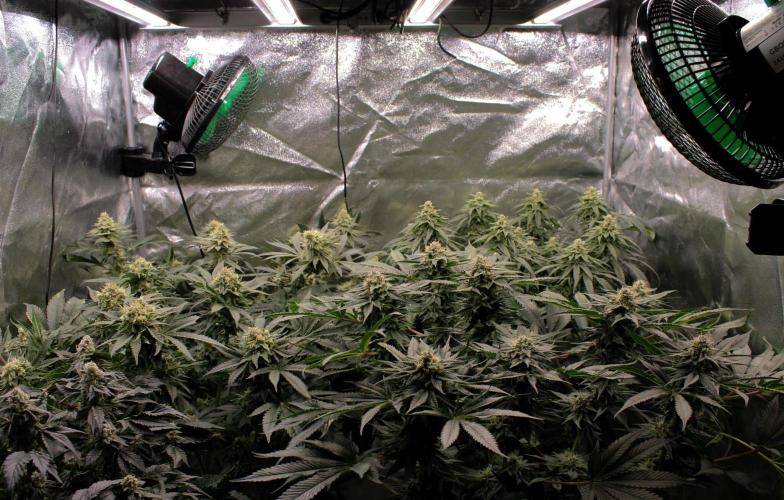 Blemics_ Growdiaries ´3. Week 15 - D47