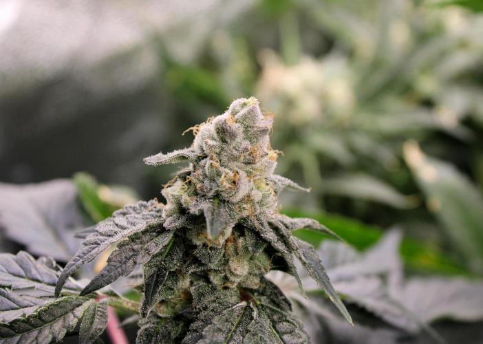 Blemics_ Growdiaries ´3. Week 15 - Donutz