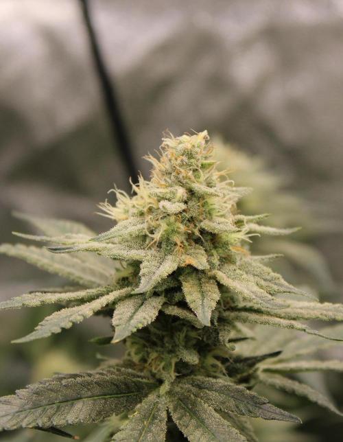 Blemics_ Growdiaries ´3. Week 15 - Rasp Parfait