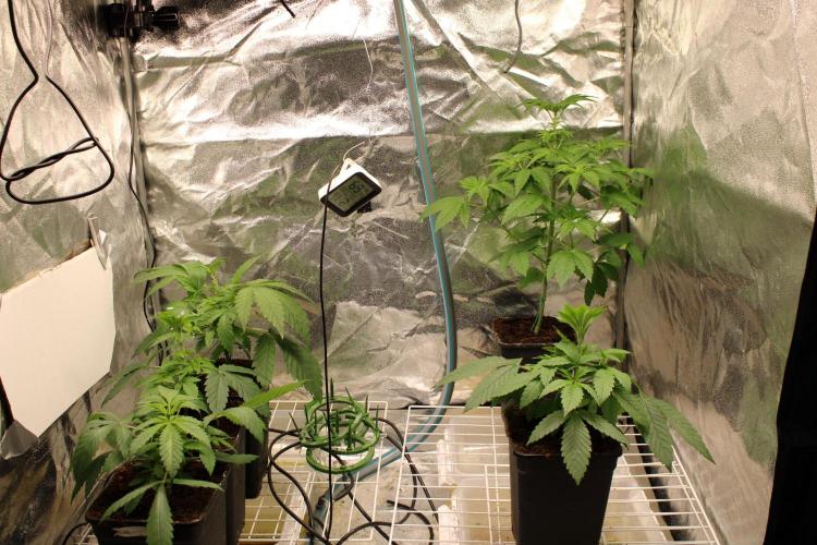 Blemics GrowDiaries '4. Week 5 - D29