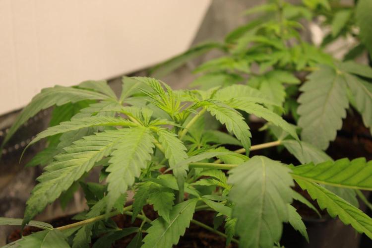 Blemics GrowDiaries '4. Week 5 - Stoopid Fruits