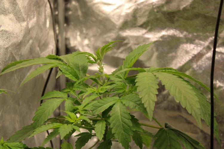 Blemics GrowDiaries '4. Week 5 - Ztrawberry