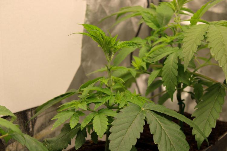 Blemics GrowDiaries '4. Week 5 - Nori Cake