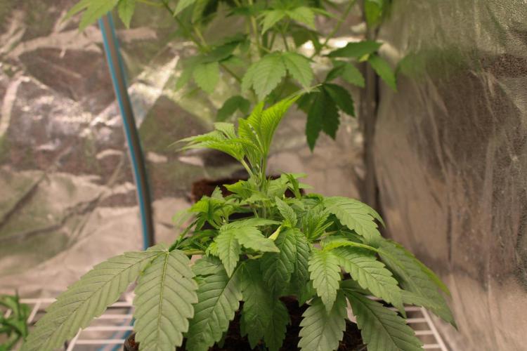 Blemics GrowDiaries '4. Week 5 - Nebula