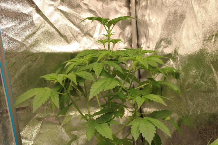 Blemics GrowDiaries '4. Week 5 - AlienZ