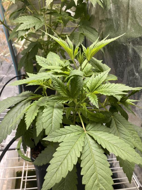 Blemics GrowDiaries '4. Week 5 - Nebula - Absolutely loving life