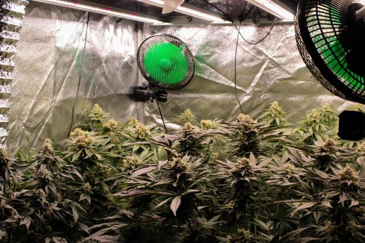 Blemics_ Growdiaries ´3. Week 16 - D52 